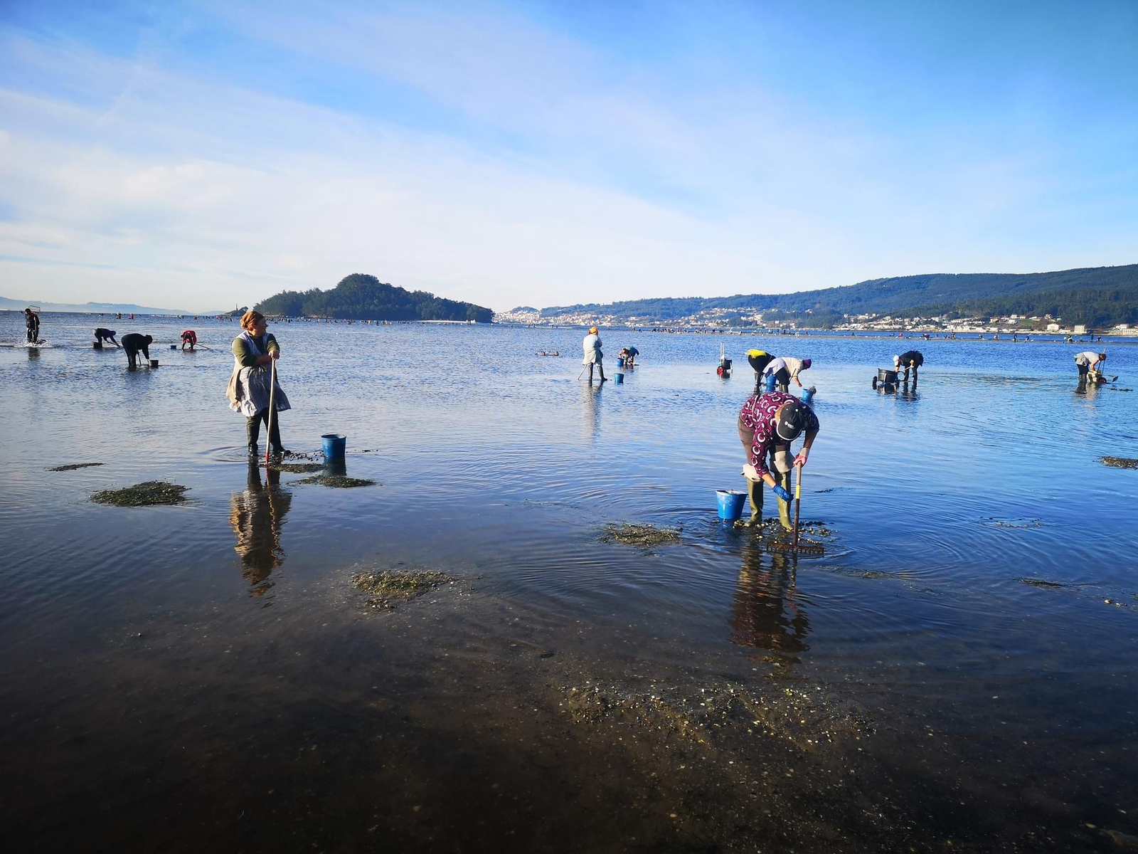 Mariscadoras y mariscadores faenando a pie en Poio, frente a la Illa de Tambo.