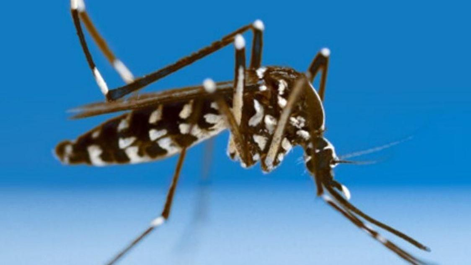 Una imagen del mosquito tigre, con sus característica rayas blancas.