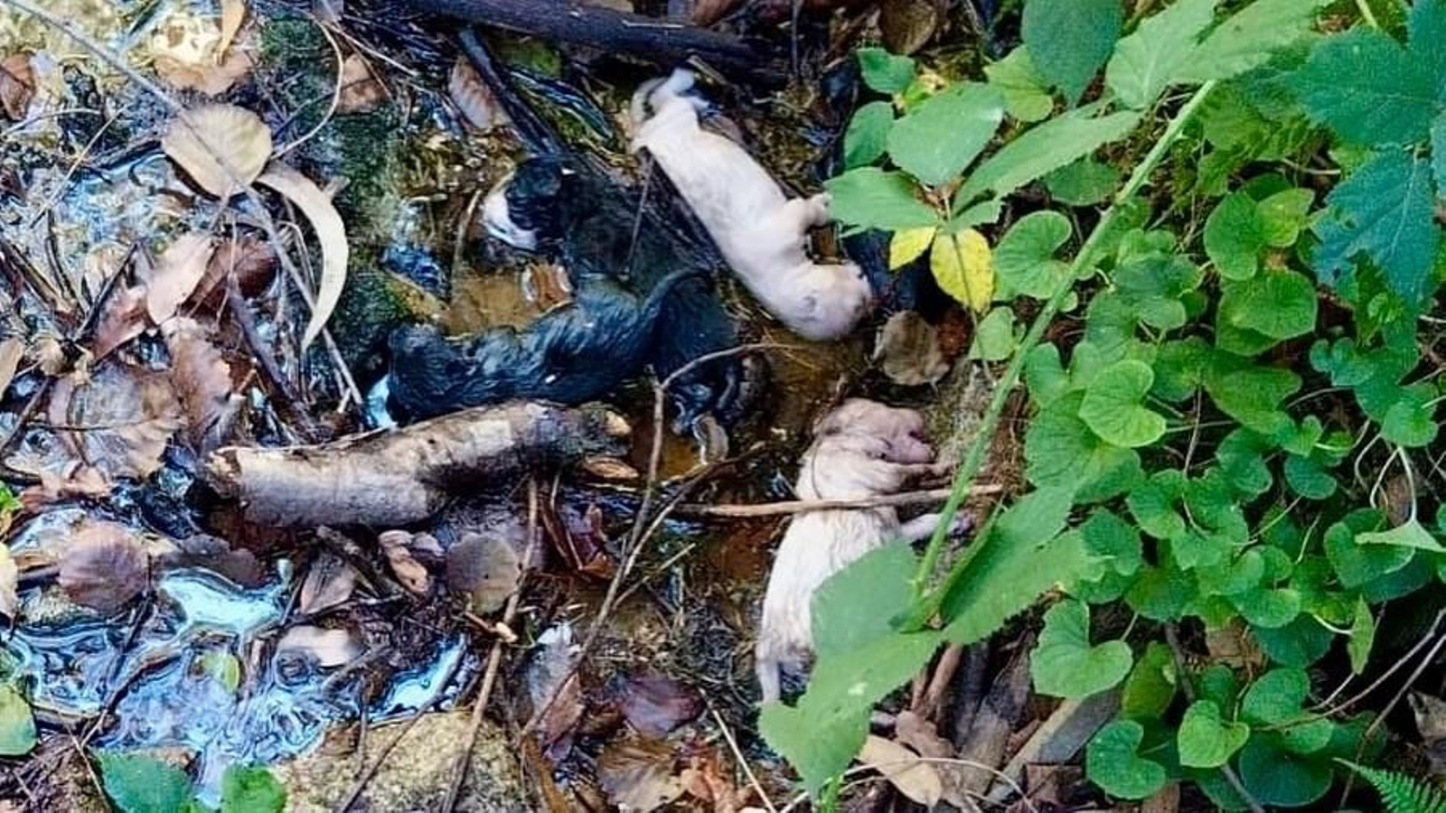 Los cachorros localizados en Gondoamr tirados en el río.