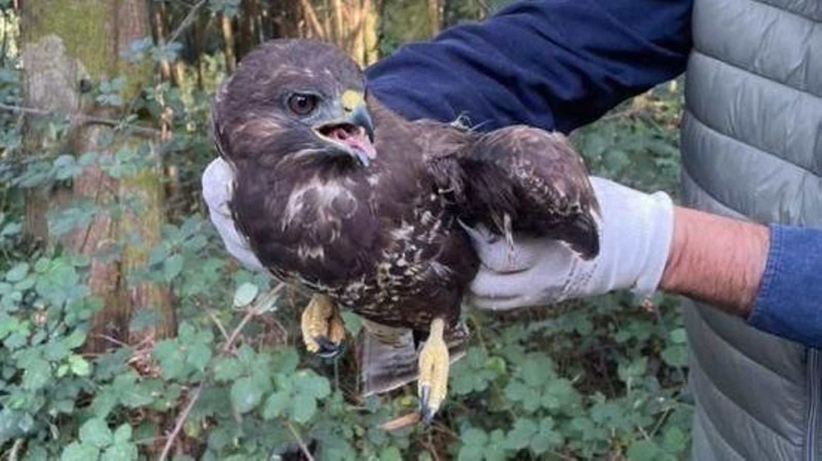 El ave herida, antes de su traslado.