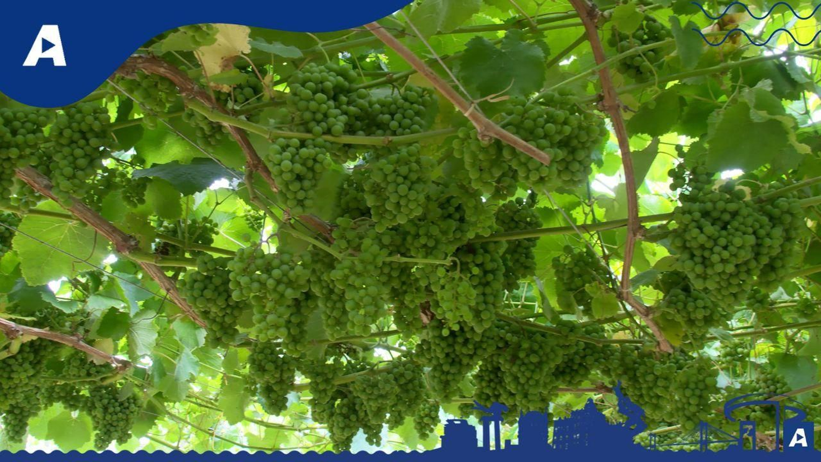 Os Areeiros, vinos con carácter propio de O Morrazo